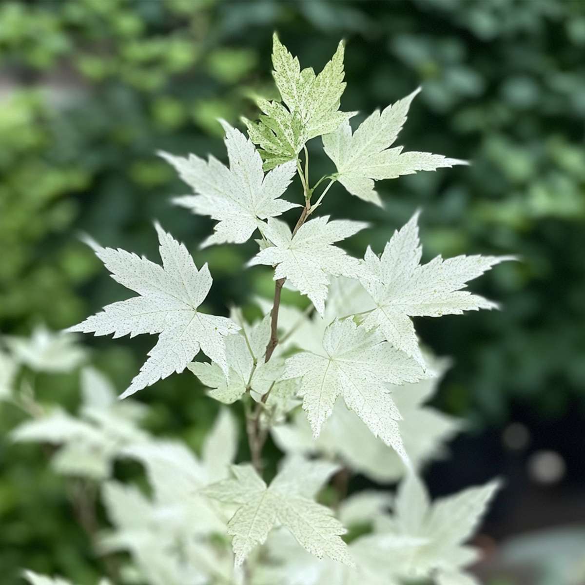 Acer palmatum 'Ukigumo' - Japanischer Ahorn