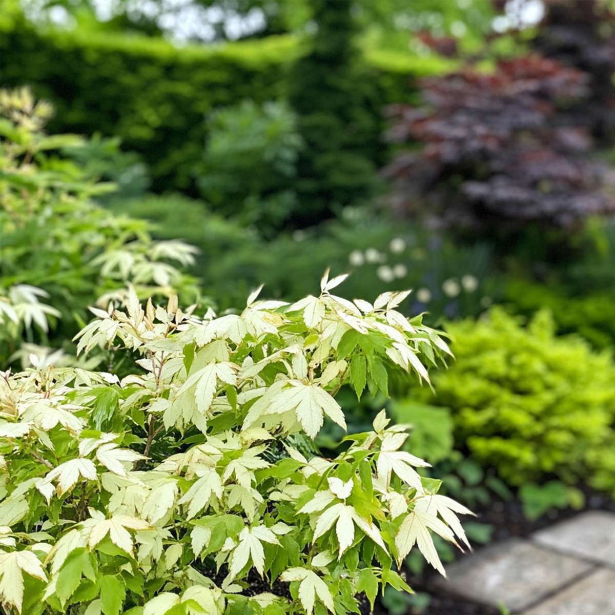 Acer palmatum 'Ukigumo' - 2er-Set - Japanischer Ahorn