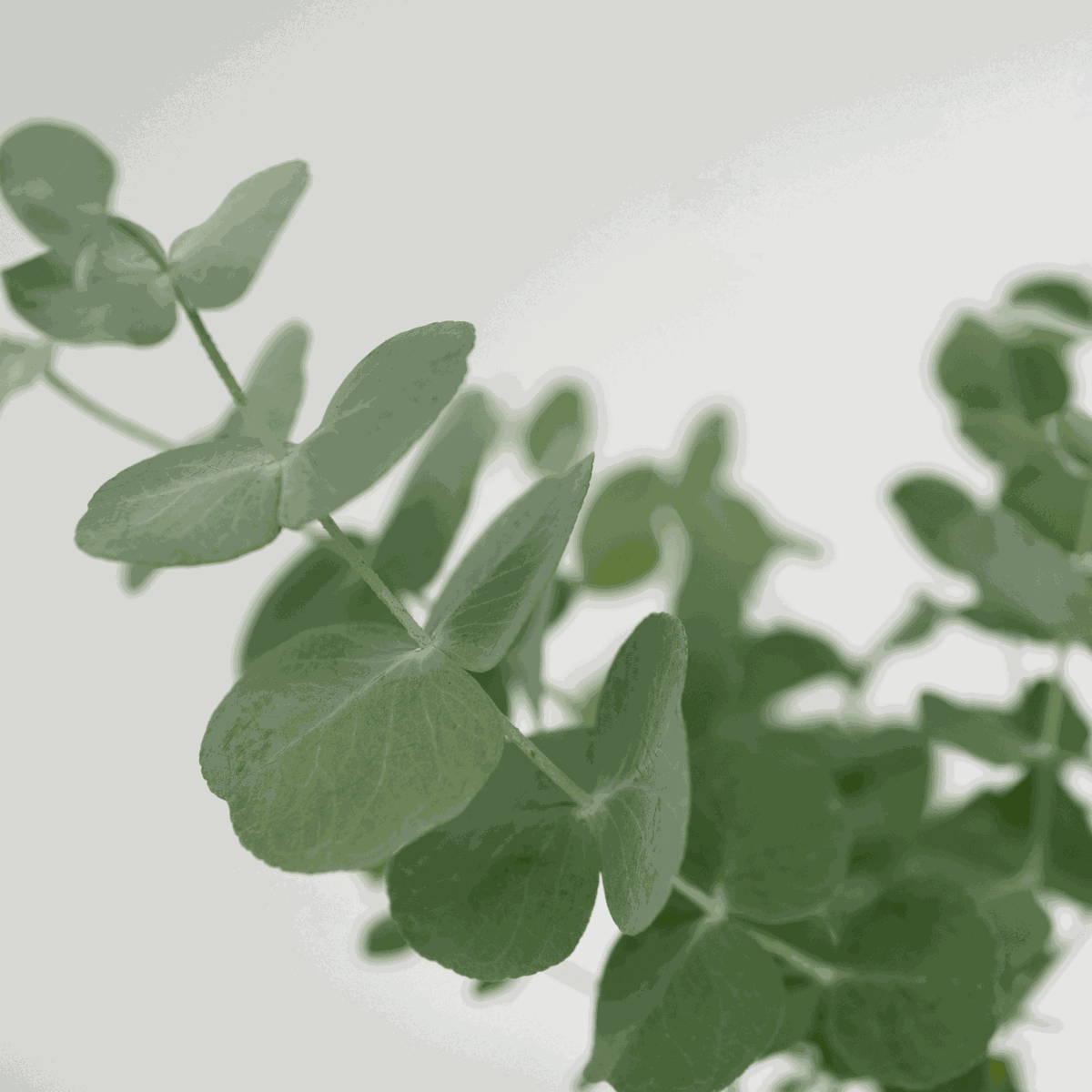 Eucalyptus Pulverulenta 'Babyblauw' - Set van 2