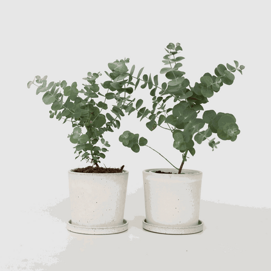 Eukalyptus pulverulenta 'Baby Blue' - 2er-Set