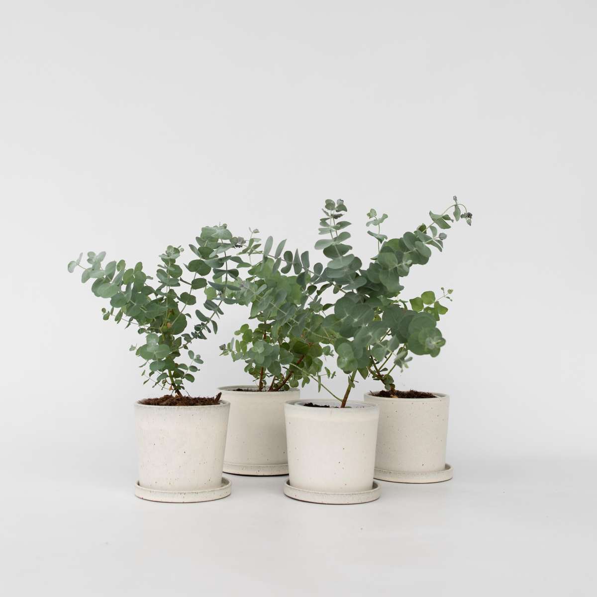Eucalyptus Pulverulenta 'Babyblauw' - Set van 6