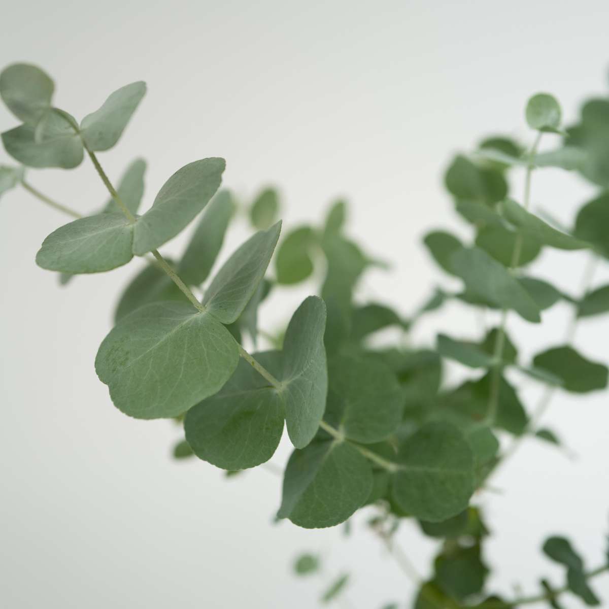 Eucalyptus Pulverulenta 'Babyblauw' - Set van 6