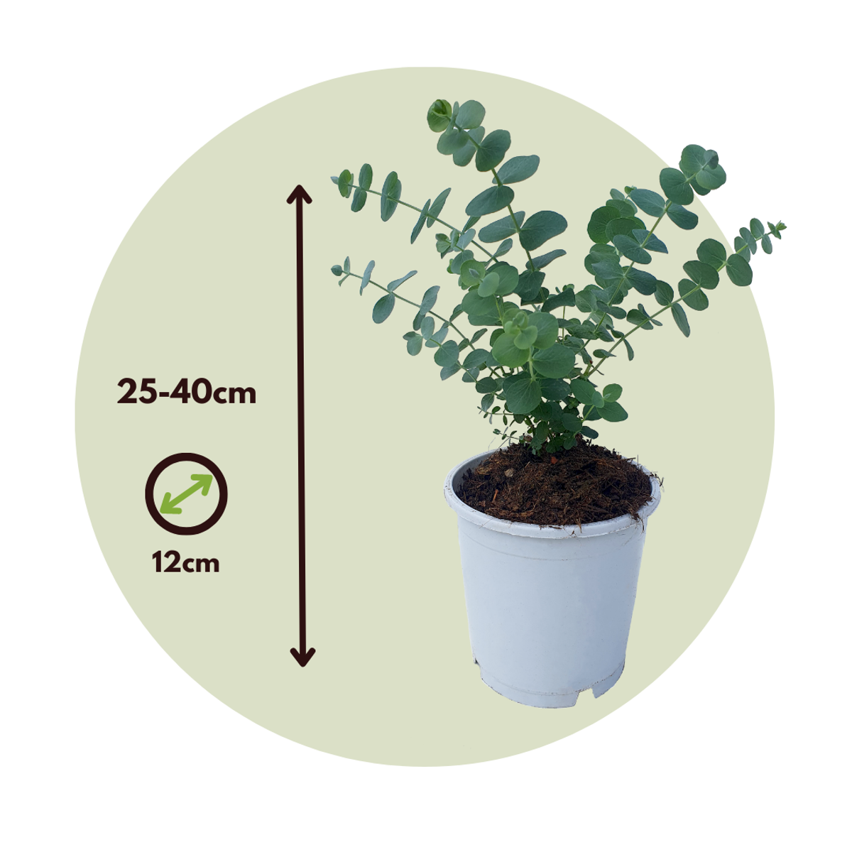 Eucalyptus Pulverulenta 'Babyblauw' - Set van 6
