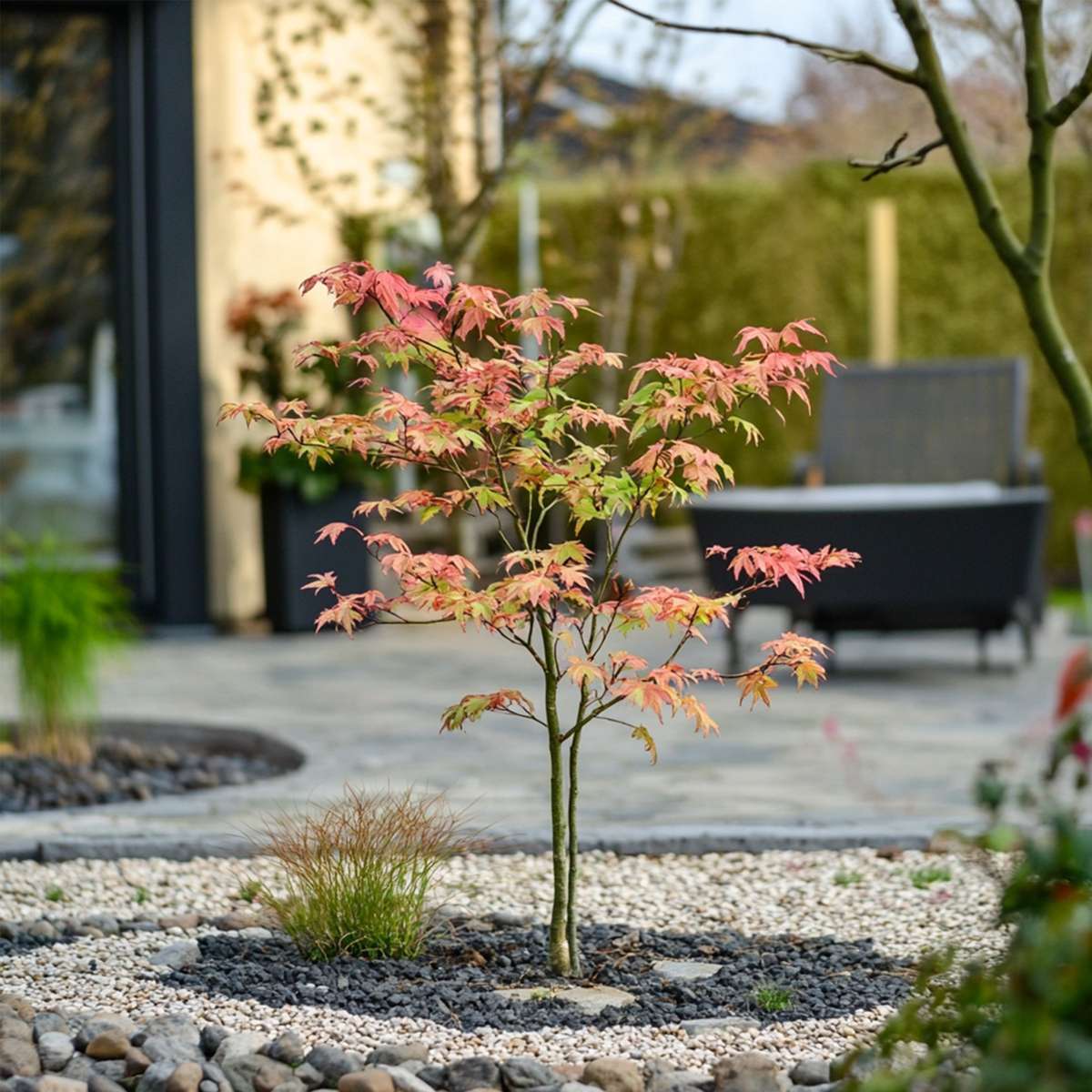 Acer palmatum 'Moonrise' - Japanischer Ahorn