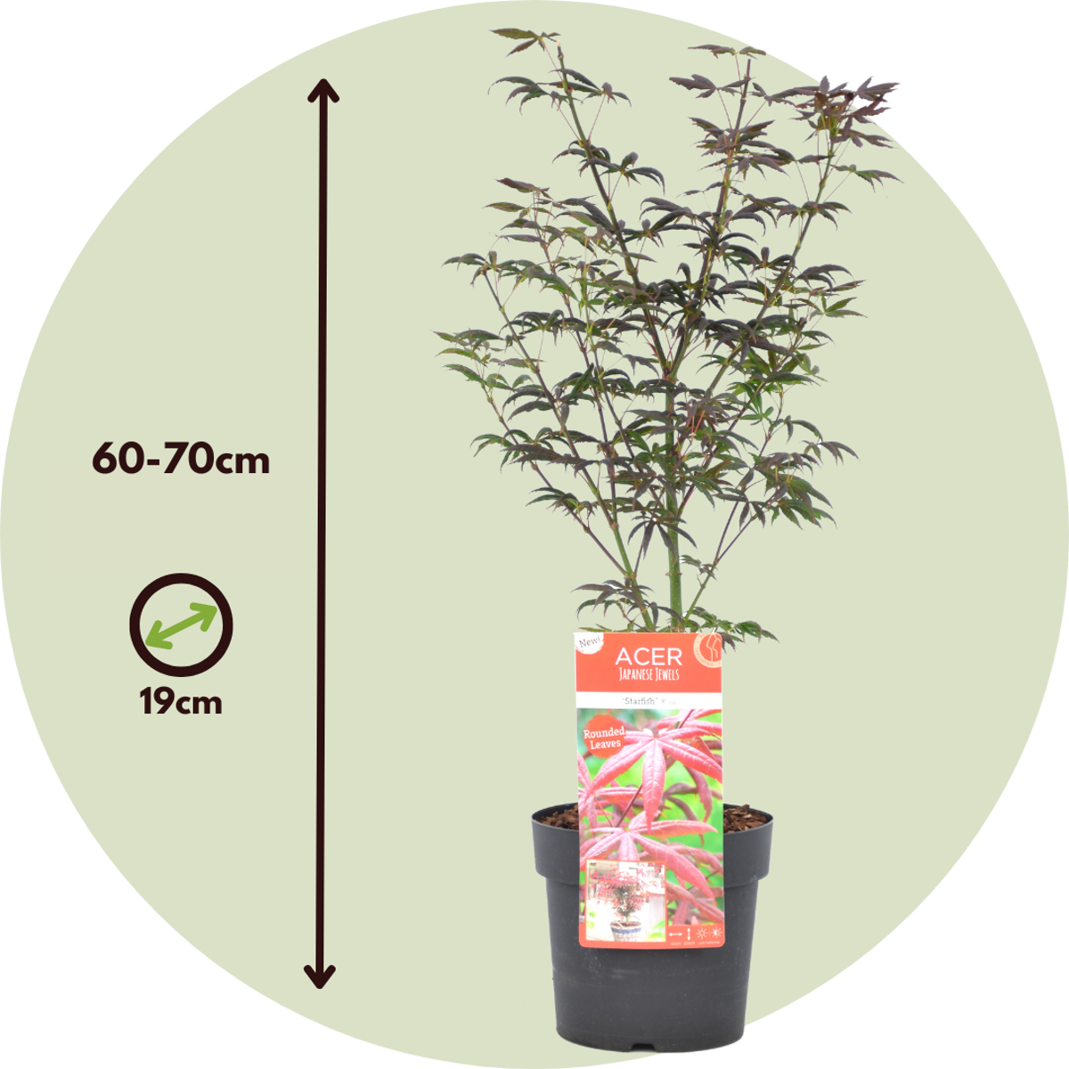 Acer palmatum 'Starfish' - Japanischer Ahorn