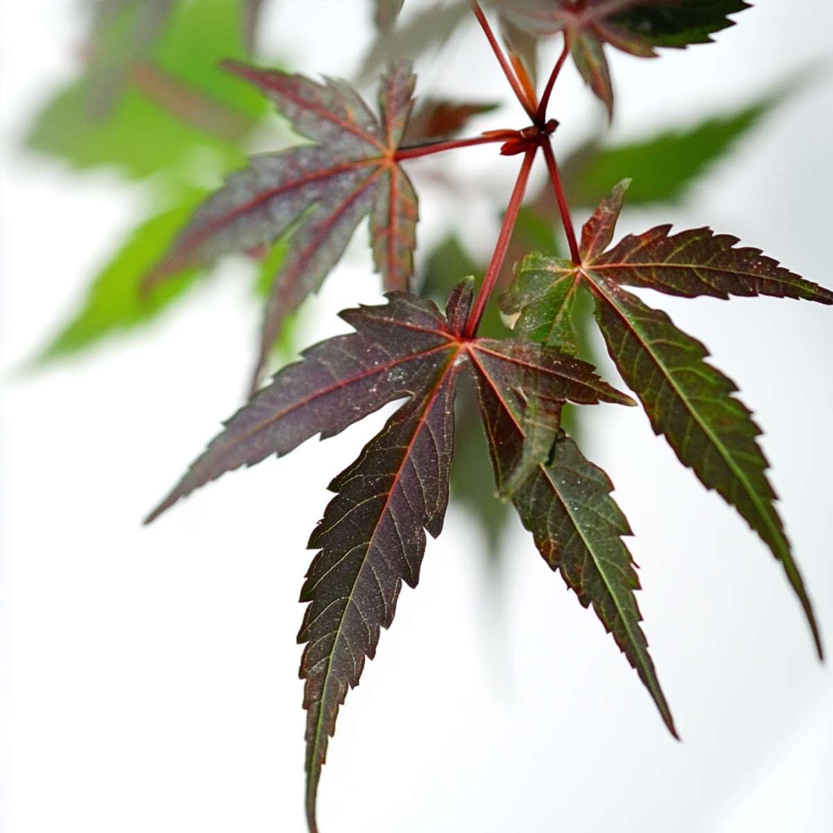 Acer palmatum 'Starfish' - 2er-Set - Japanischer Ahorn