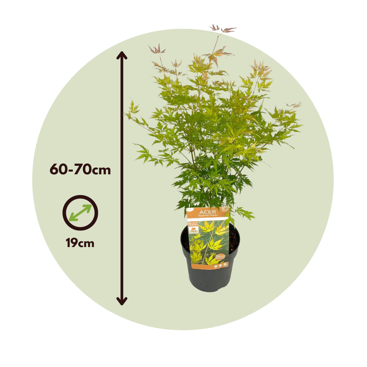 Acer palmatum 'Orange Lace' - Japanischer Ahorn