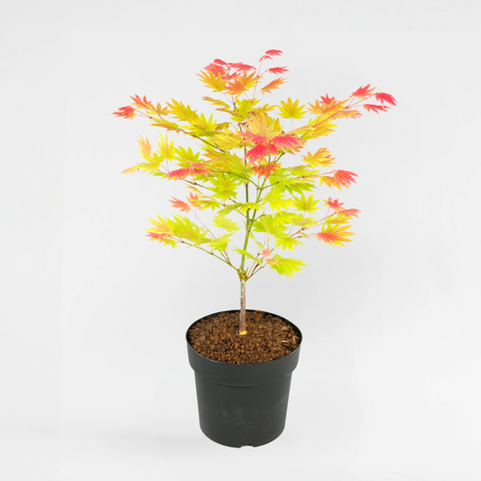 Acer palmatum 'Moonrise' - Japanse esdoorn