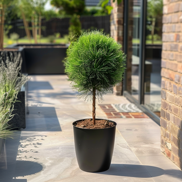 Pinus Summer Breeze - Zwergkiefer