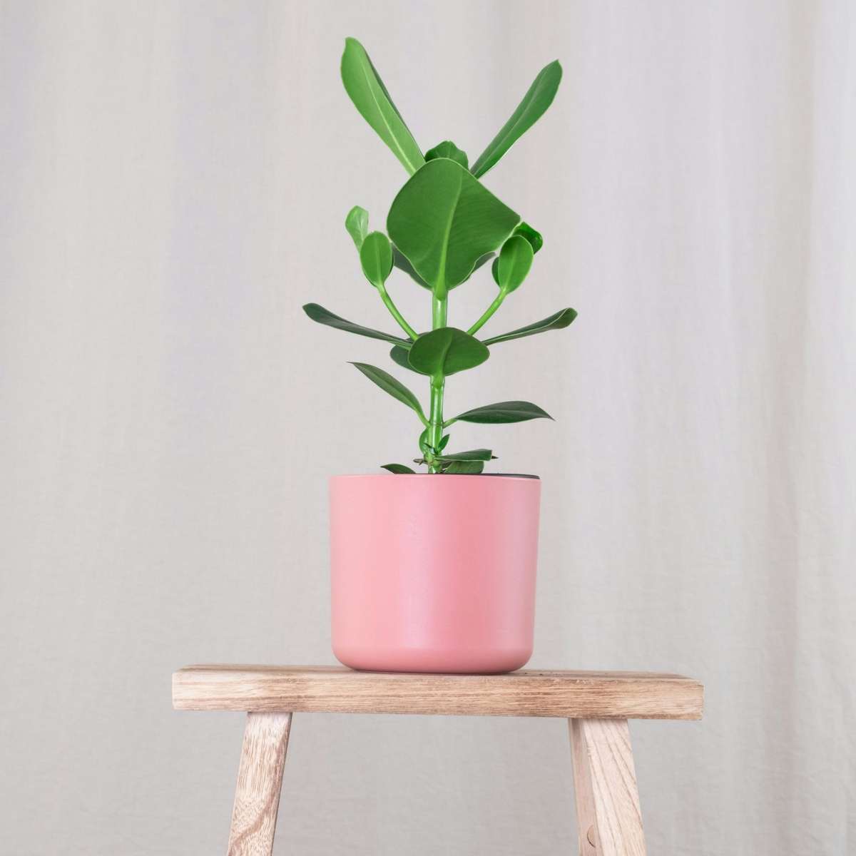 Clusia rosea 'Princess'