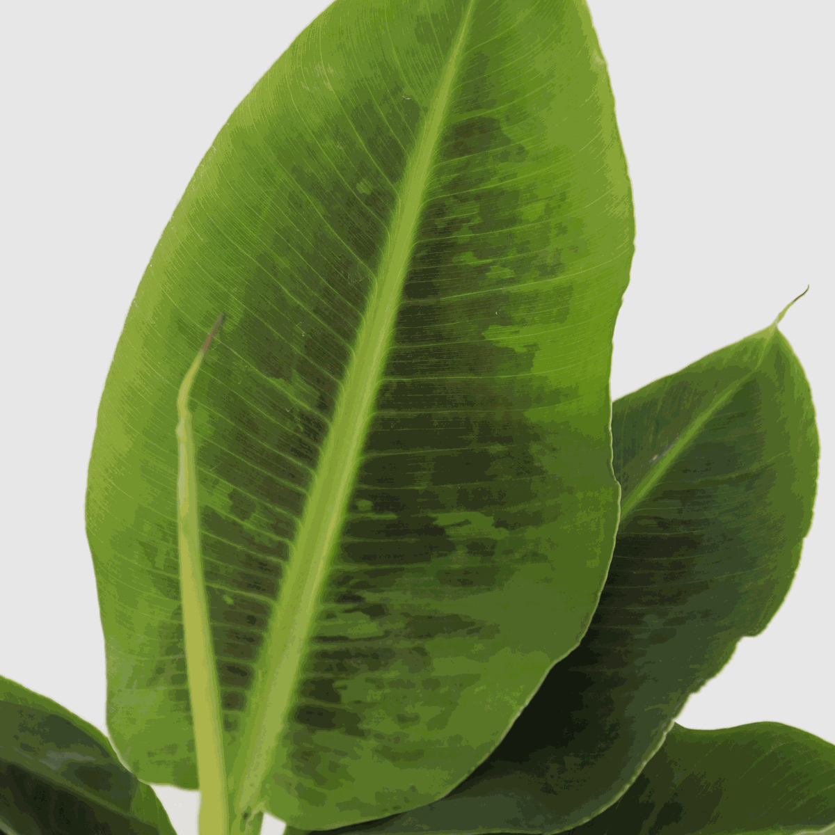 Musa 'Oriental Dwarf' - 2er-Set - Bananenpflanzen