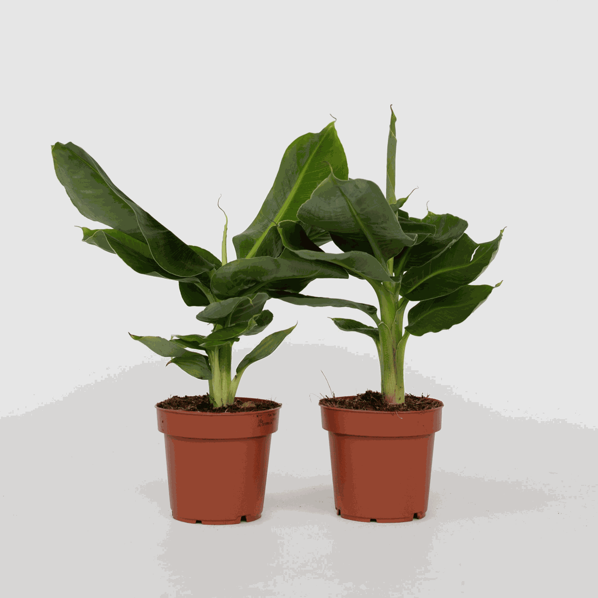 Musa 'Oriental Dwarf' - 2er-Set - Bananenpflanzen