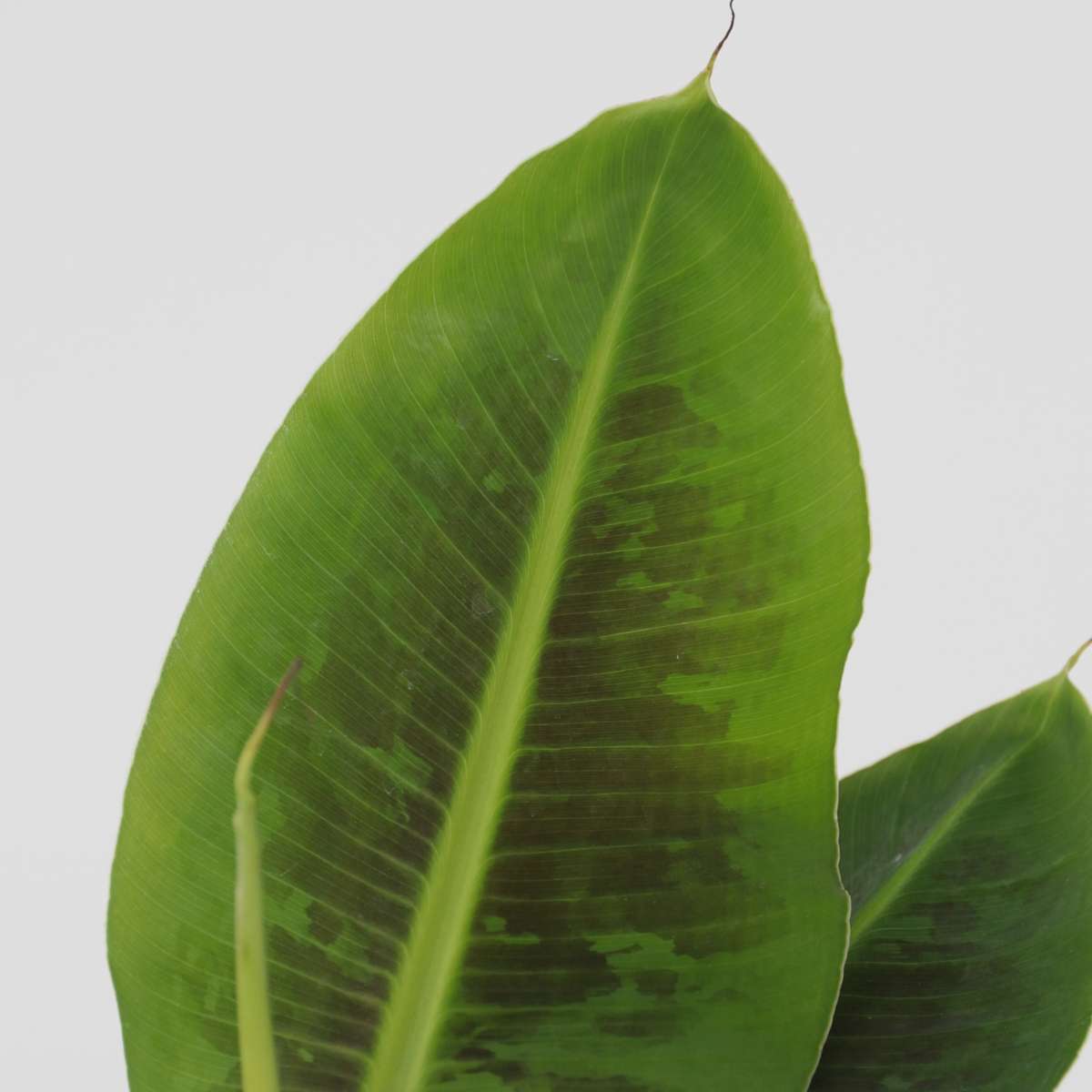 Musa 'Oriental Dwarf' - 4er-Set - Bananenpflanzen