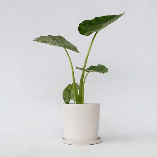 Alocasia 'Macrorrhiza' - Olifantsoor
