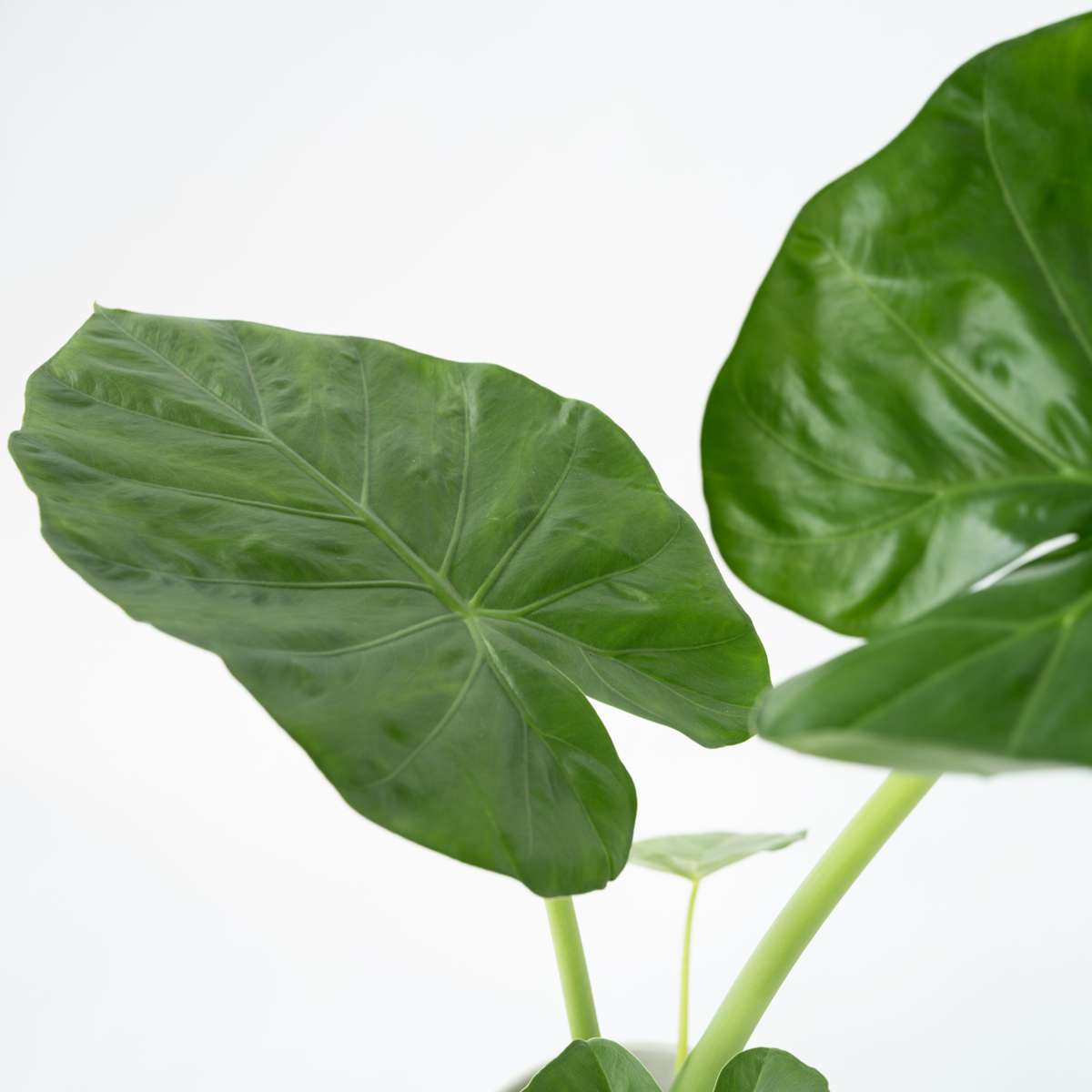 Alocasia 'Macrorrhiza' - 2er-Set - Elefantenohr