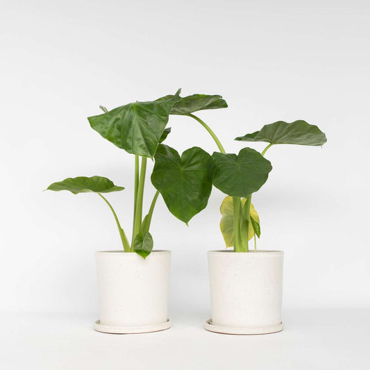 Alocasia 'Macrorrhiza' - 2er-Set - Elefantenohr