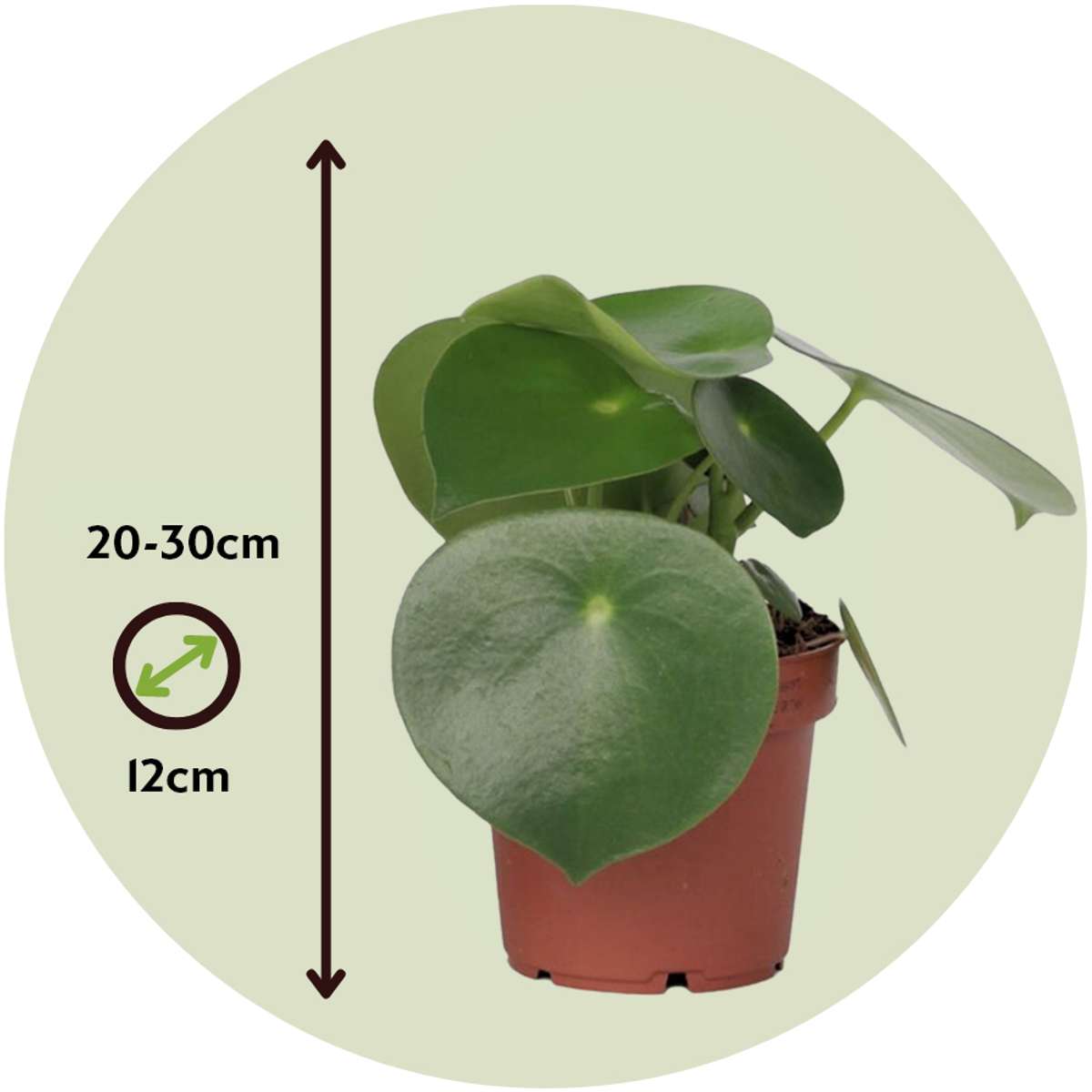 Peperomia Polybotrya - Regentropfenpflanze