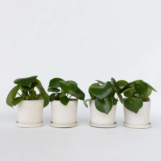 Peperomia Regentropfen - 4er-Set