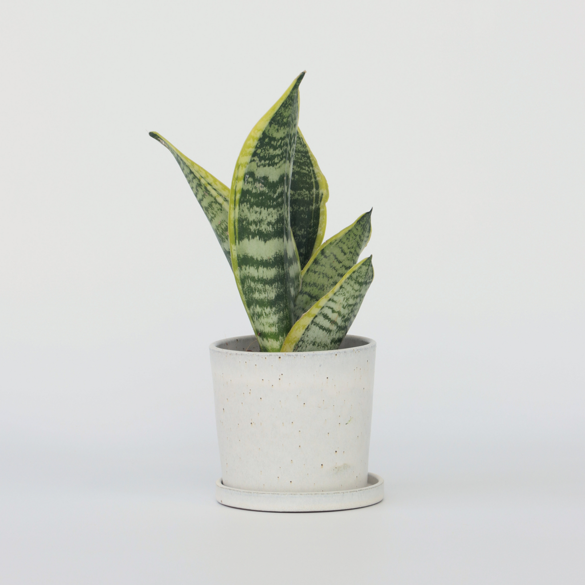 Sansevieria Laurentii