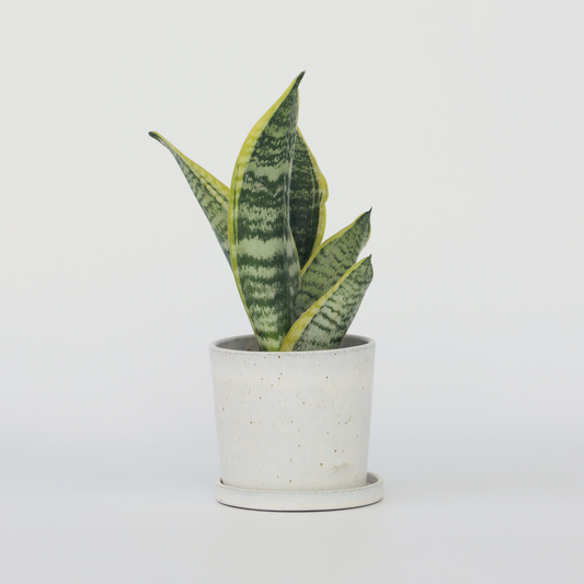 Sansevieria Laurentii