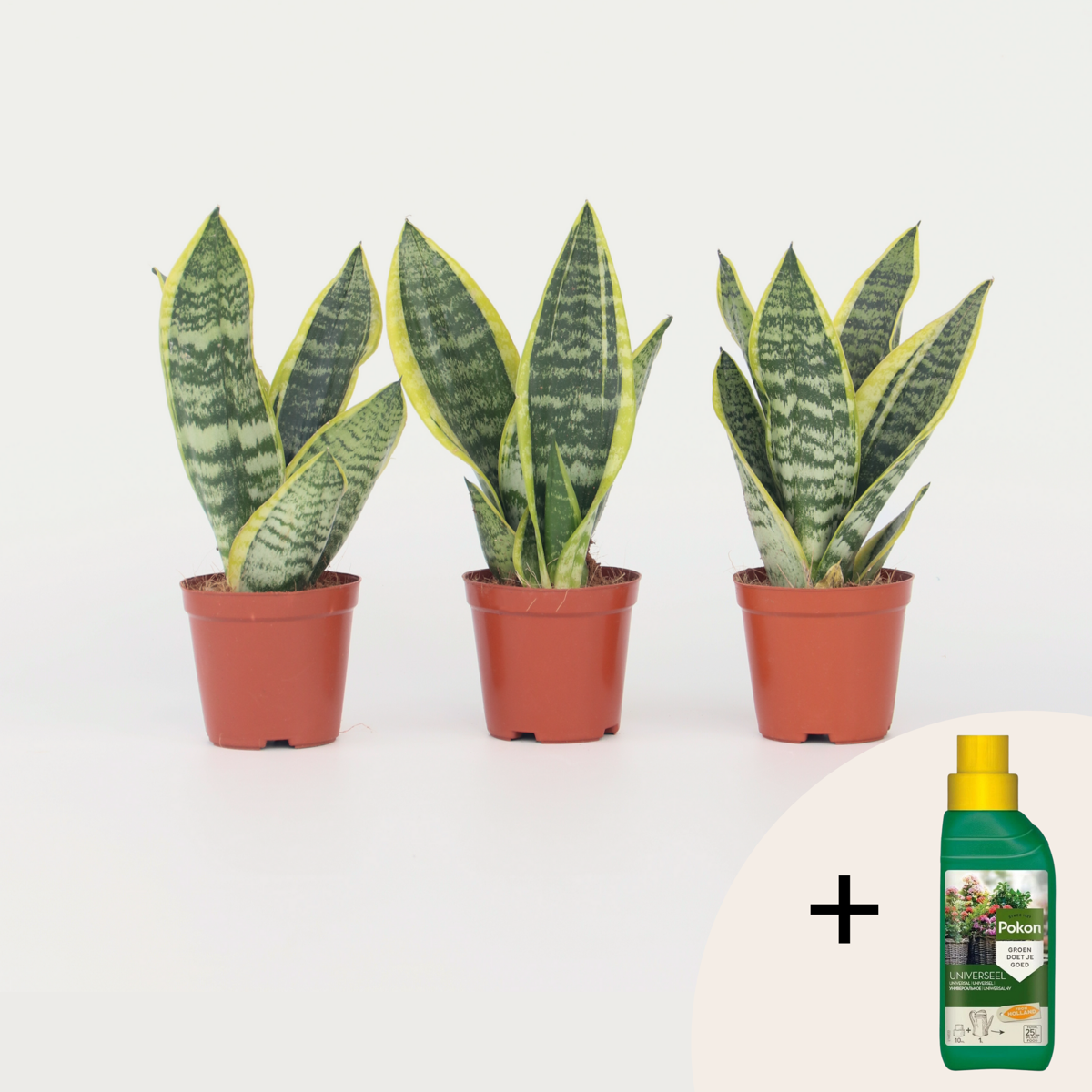 Sansevieria Laurentii - Set van 3 - Met plantenvoeding