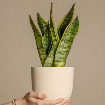 Sansevieria Laurentii – 3er-Set