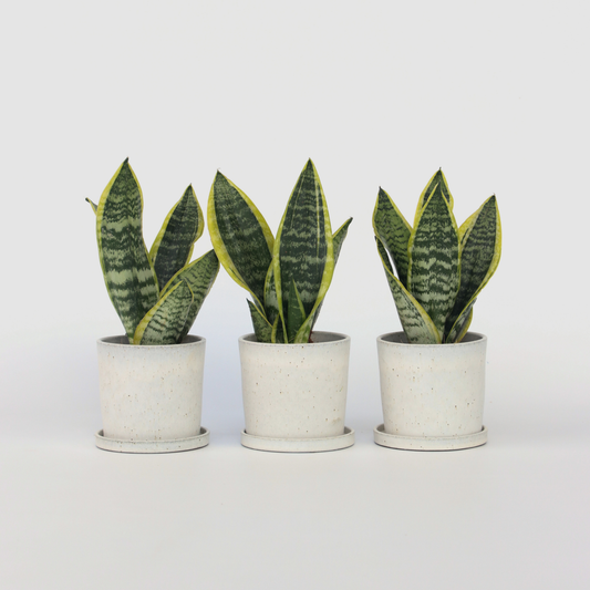 Sansevieria Laurentii – 3er-Set