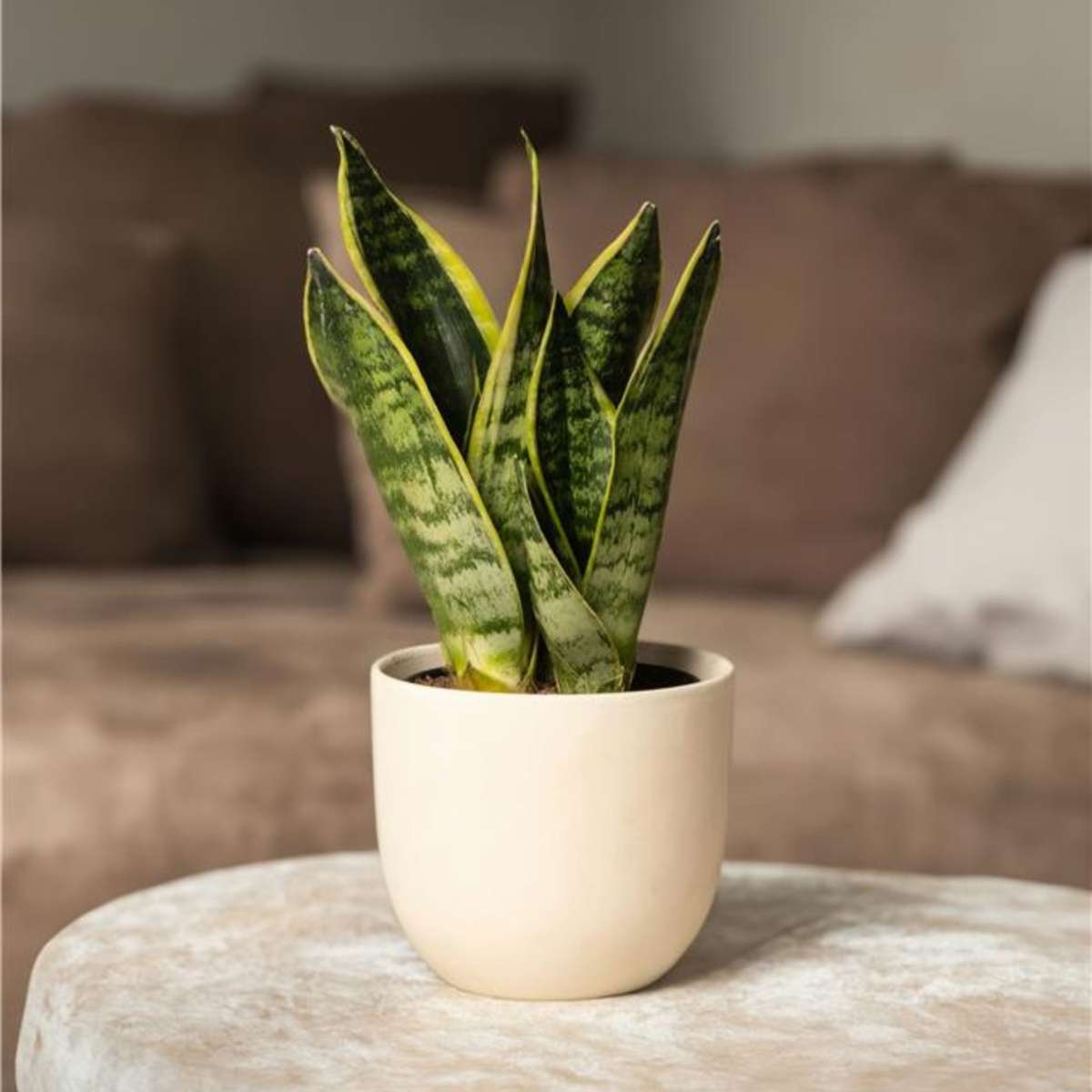 Sansevieria Laurentii – 4er-Set