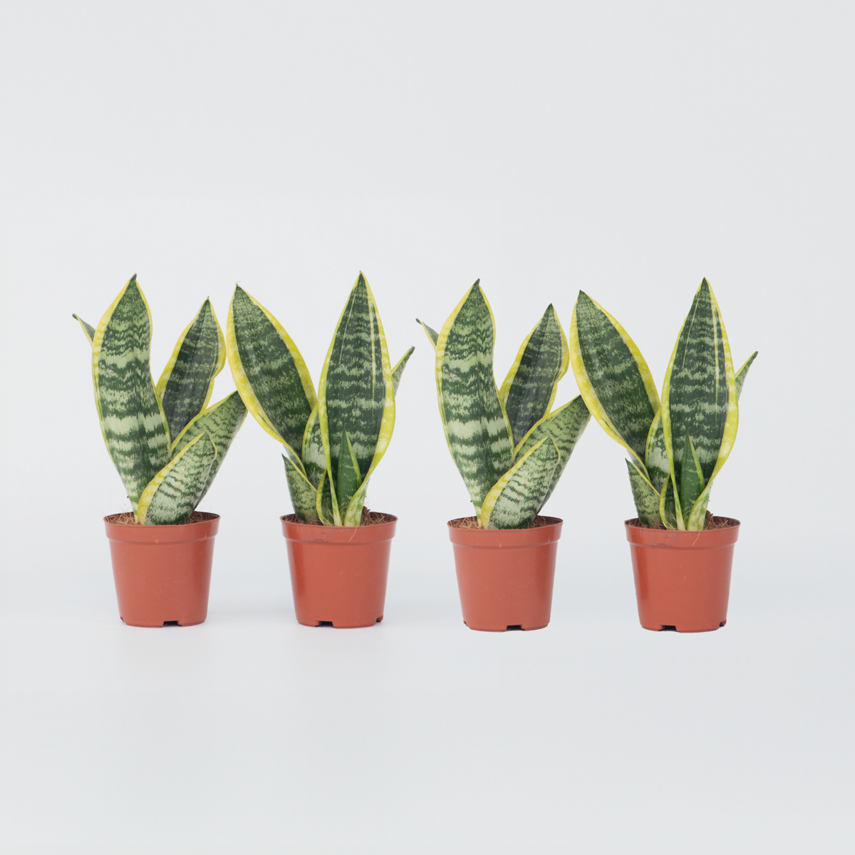 Sansevieria Laurentii – 4er-Set