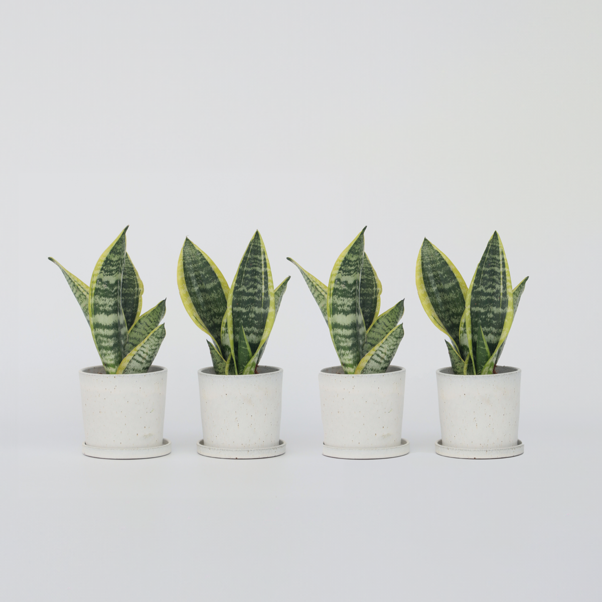 Sansevieria Laurentii – 4er-Set