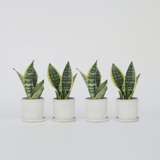 Sansevieria Laurentii – 4er-Set