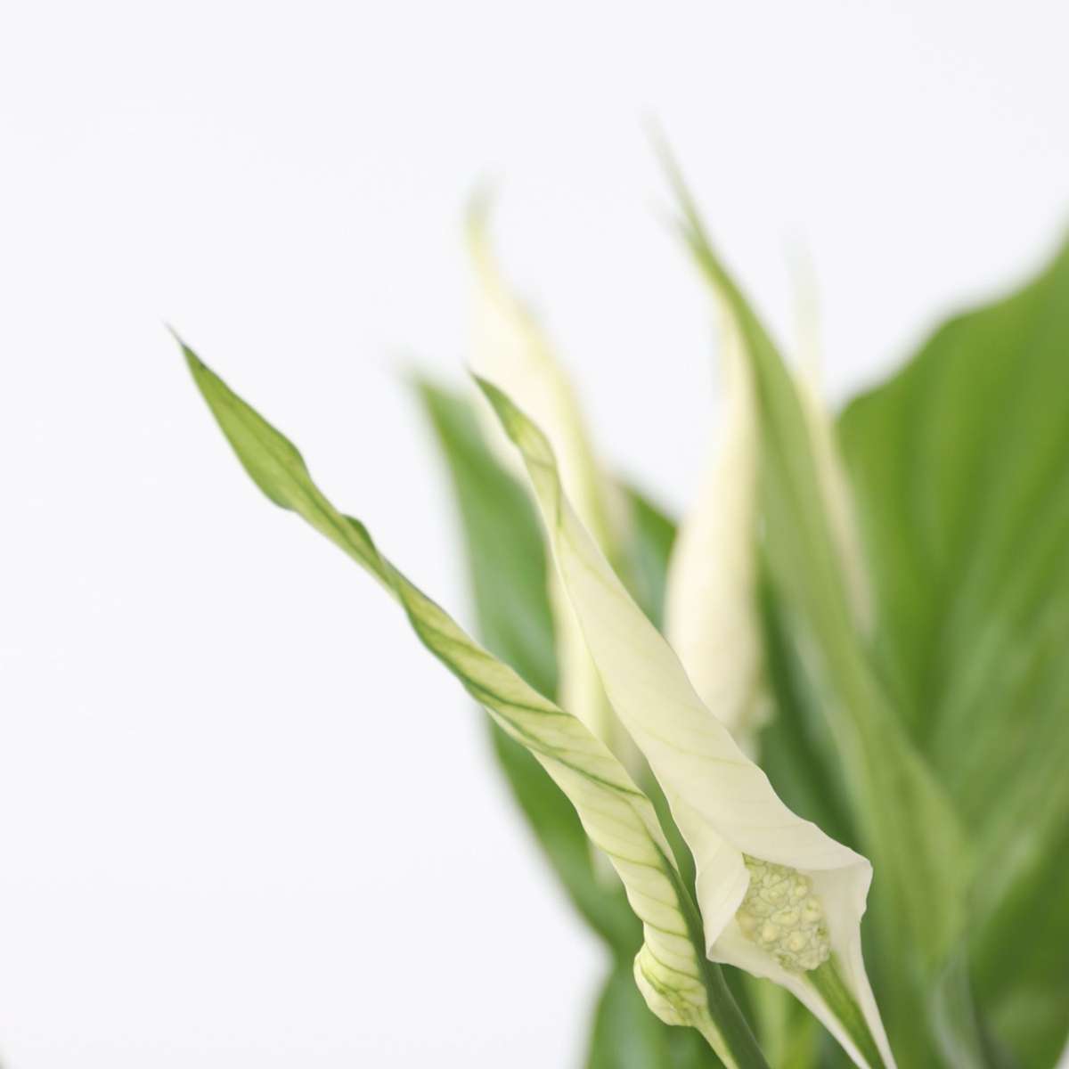 Spathiphyllum - Friedenslilie