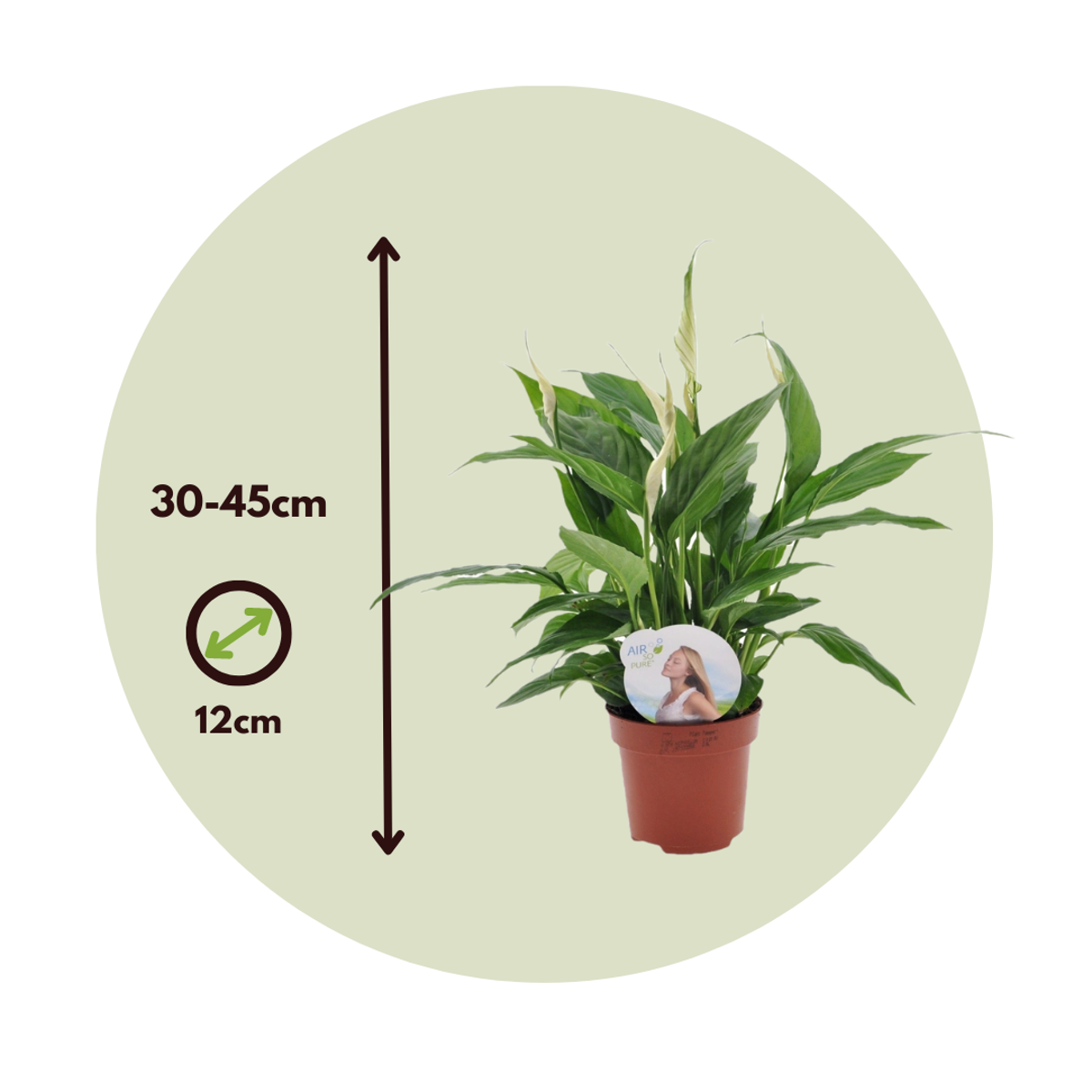 Spathiphyllum - 2er-Set