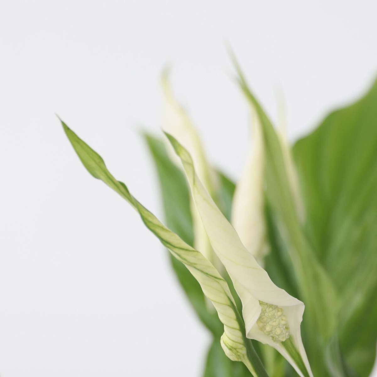Spathiphyllum - 2er-Set