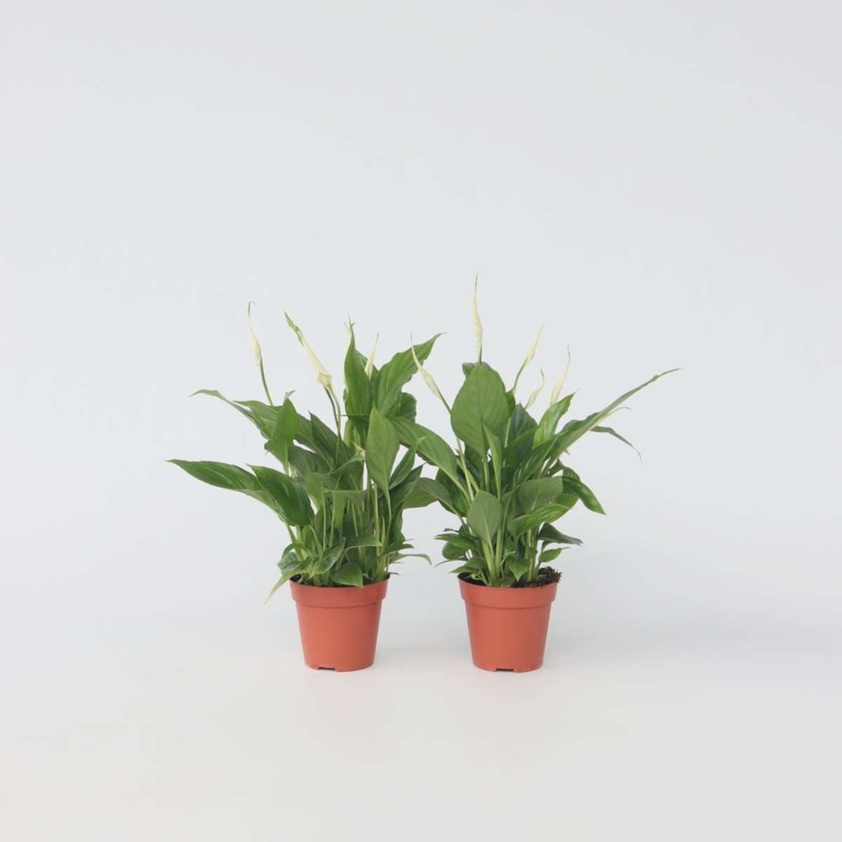 Spathiphyllum - 2er-Set