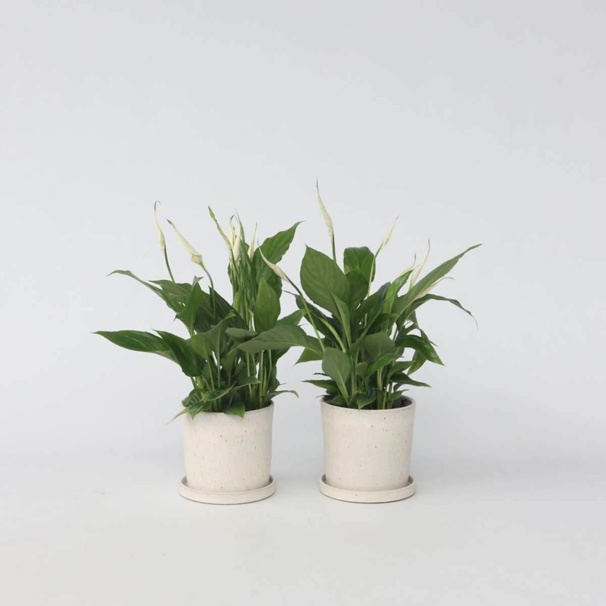 Spathiphyllum - 2er-Set