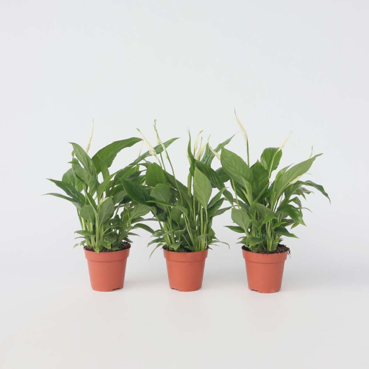 Spathiphyllum - 3er-Set