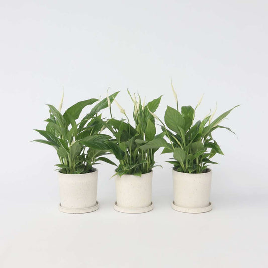 Spathiphyllum - 3er-Set