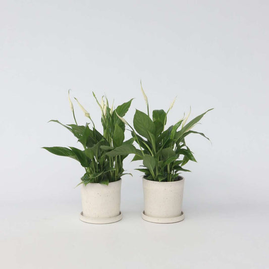 Spathiphyllum - 6er-Set