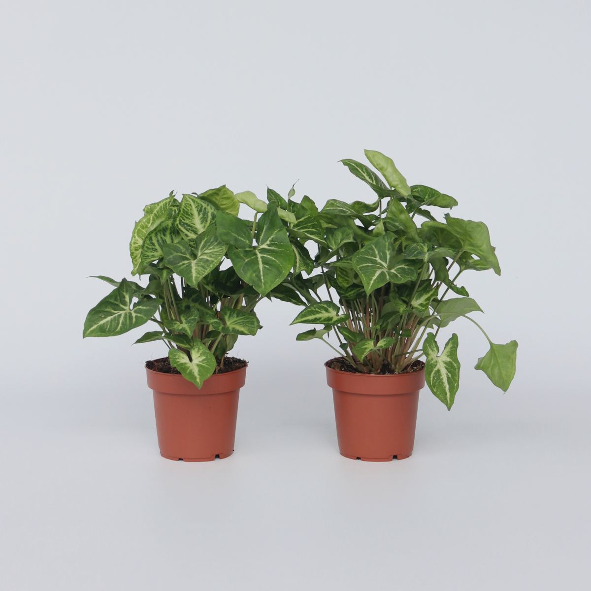 Syngonium 'Pixie' - 2er-Set - Pfeilblattpflanze