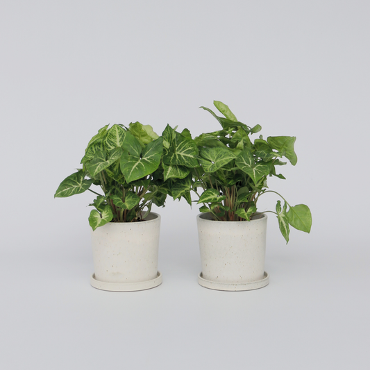 Syngonium 'Pixie' - 2er-Set - Pfeilblattpflanze