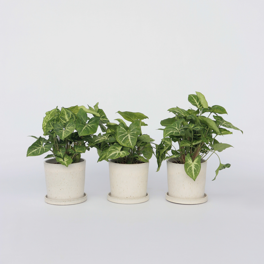 Syngonium 'Pixie' - 3er-Set - Pfeilblattpflanze