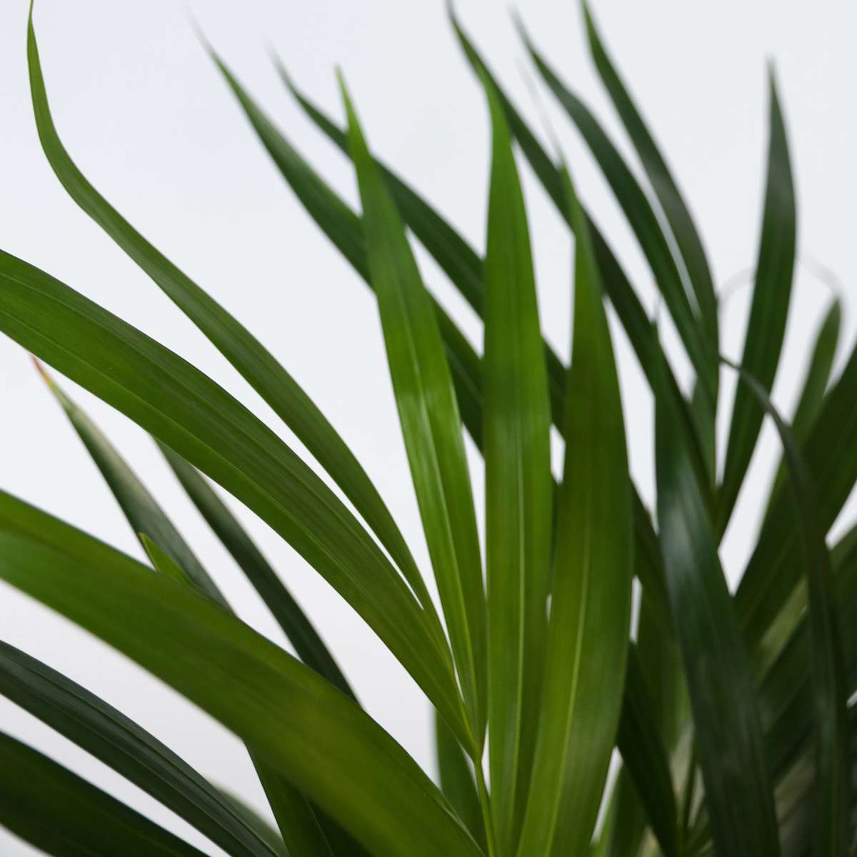 Dypsis Lutescens - Goldene Palme