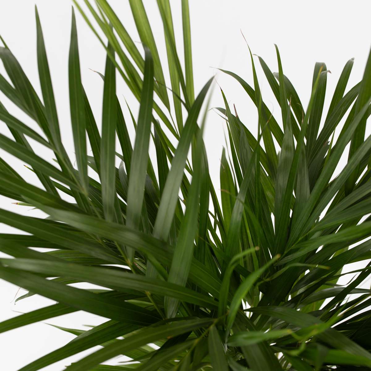 Dypsis Lutescens - Goldene Palme