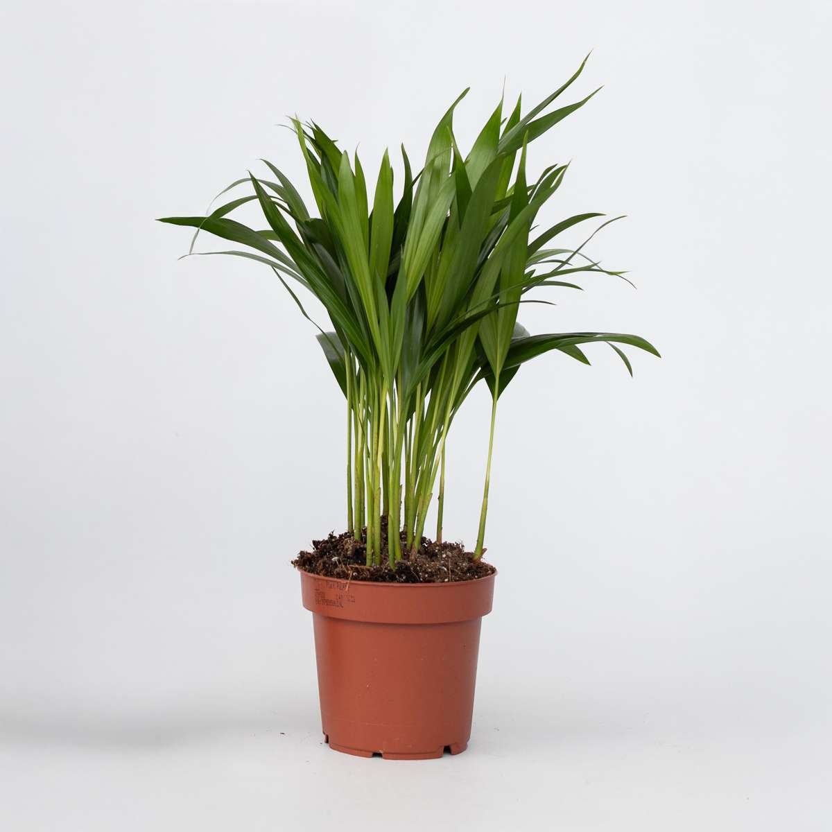 Dypsis Lutescens - Goldene Palme