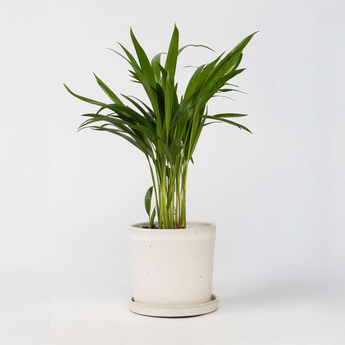 Dypsis Lutescens - Goldene Palme