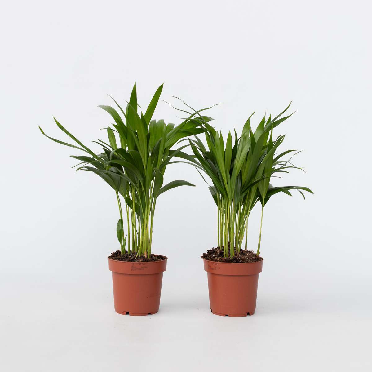 Dypsis Lutescens - 2er-Set - Areca