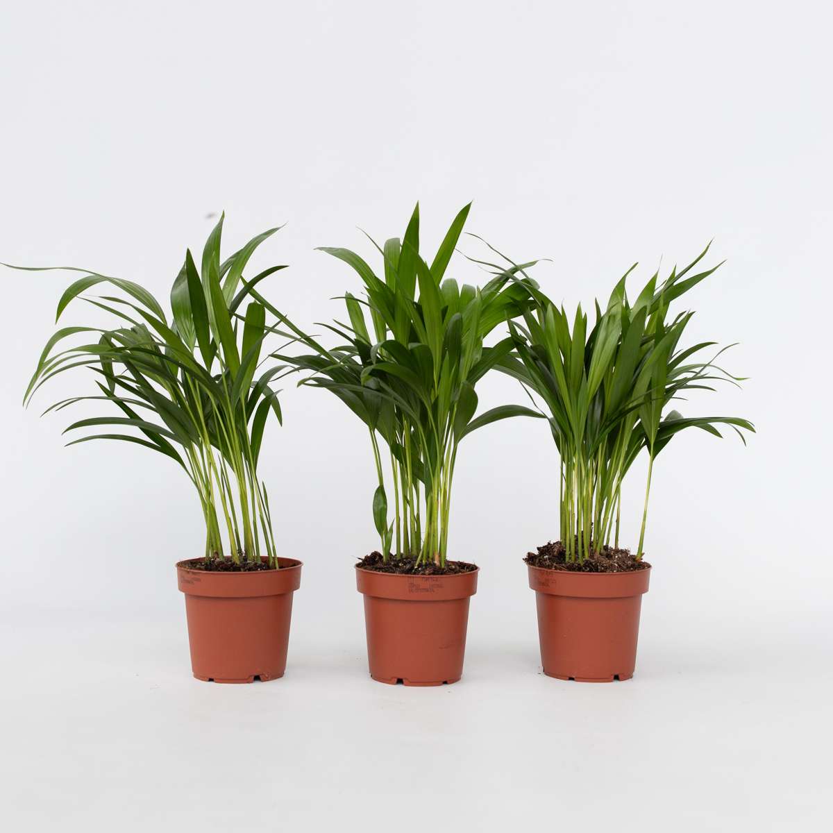 Dypsis Lutescens - 3er-Set - Areca