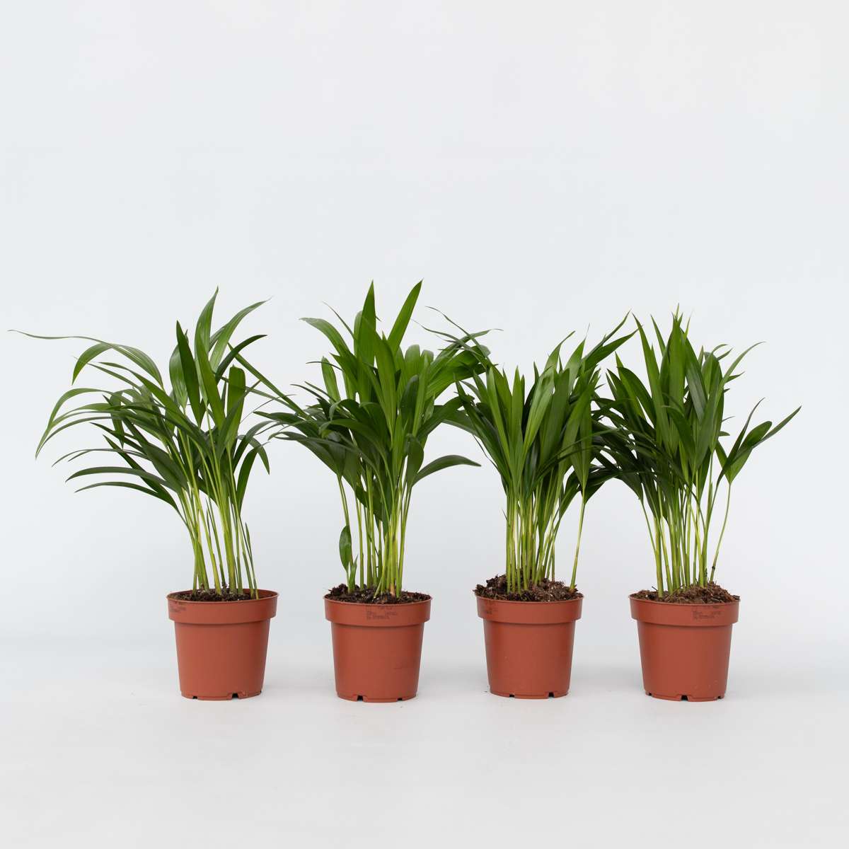 Dypsis Lutescens - 4er-Set - Areca