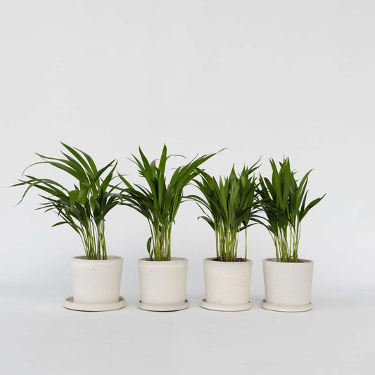 Dypsis Lutescens - 4er-Set - Areca